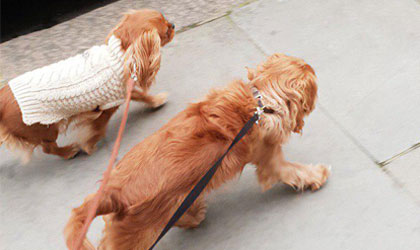 group dog wealking in Chelsea
